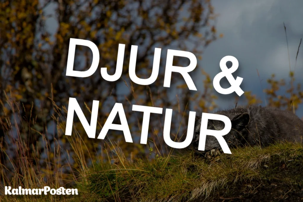 djur natur kp
