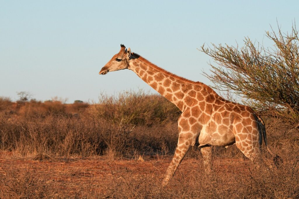 bakluckeloppis kvarteret giraffen