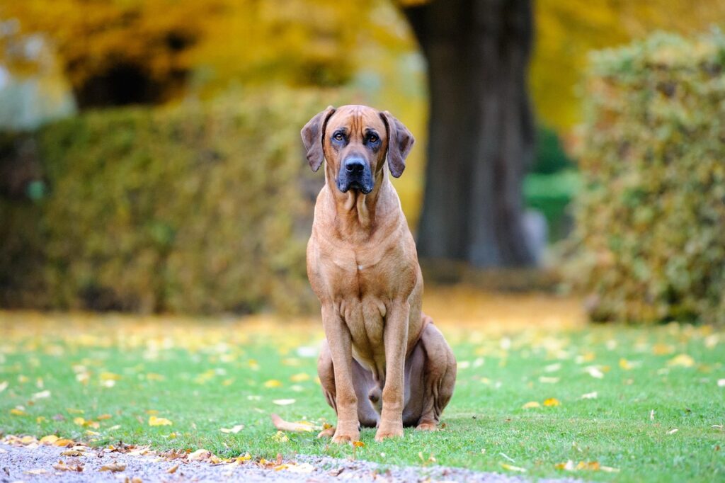 articlehost med hund