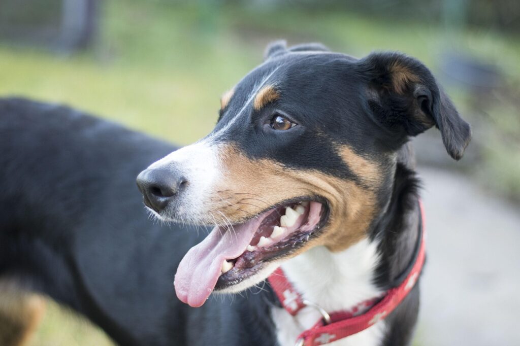 emmabodahund var kraftigt overviktig kvinna atalas for djurplageri abeb912a