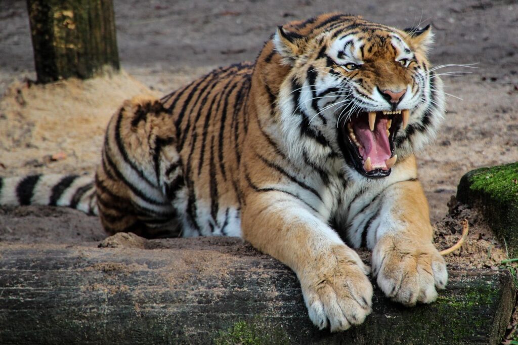 kalmarclownlabbet roar inlagda barn fran baronen d84dfe4e