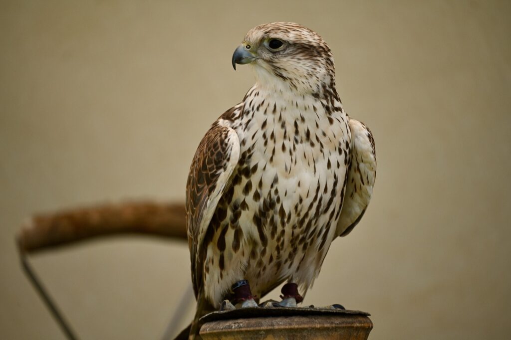 kalmarfangade haftiga saker vid barriarrevet f2d2e19f