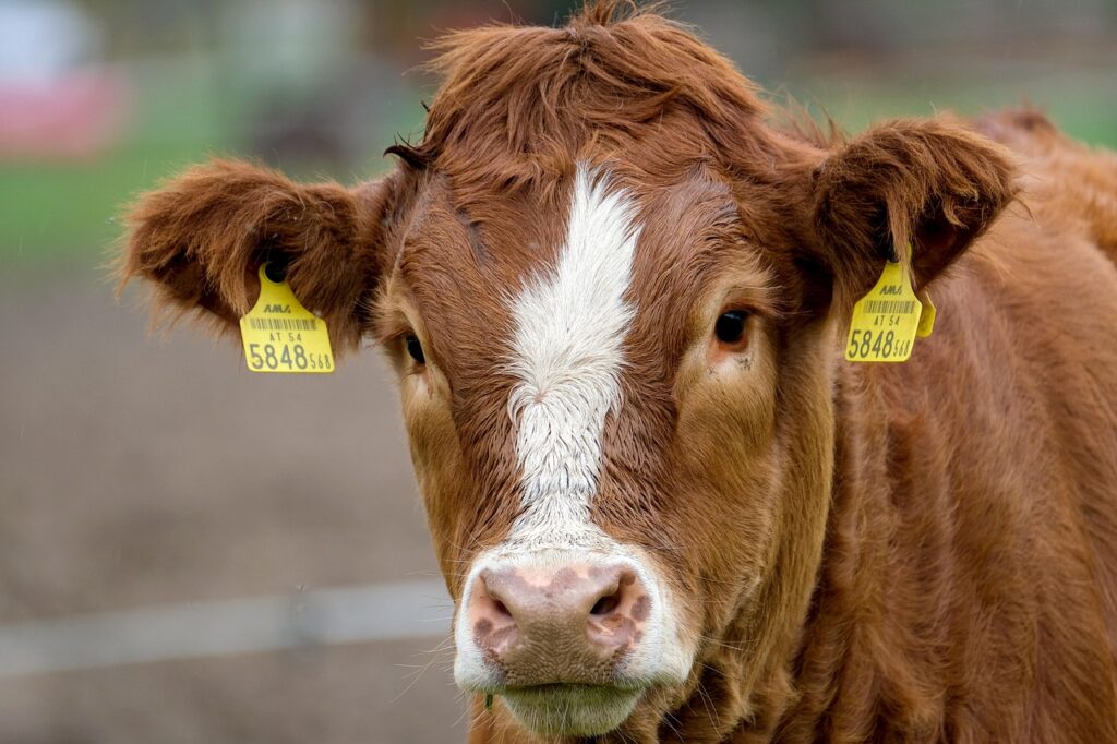 kalmarfler kuggar teoriprovet korskolorna svarar privatisternas fel 8950231f