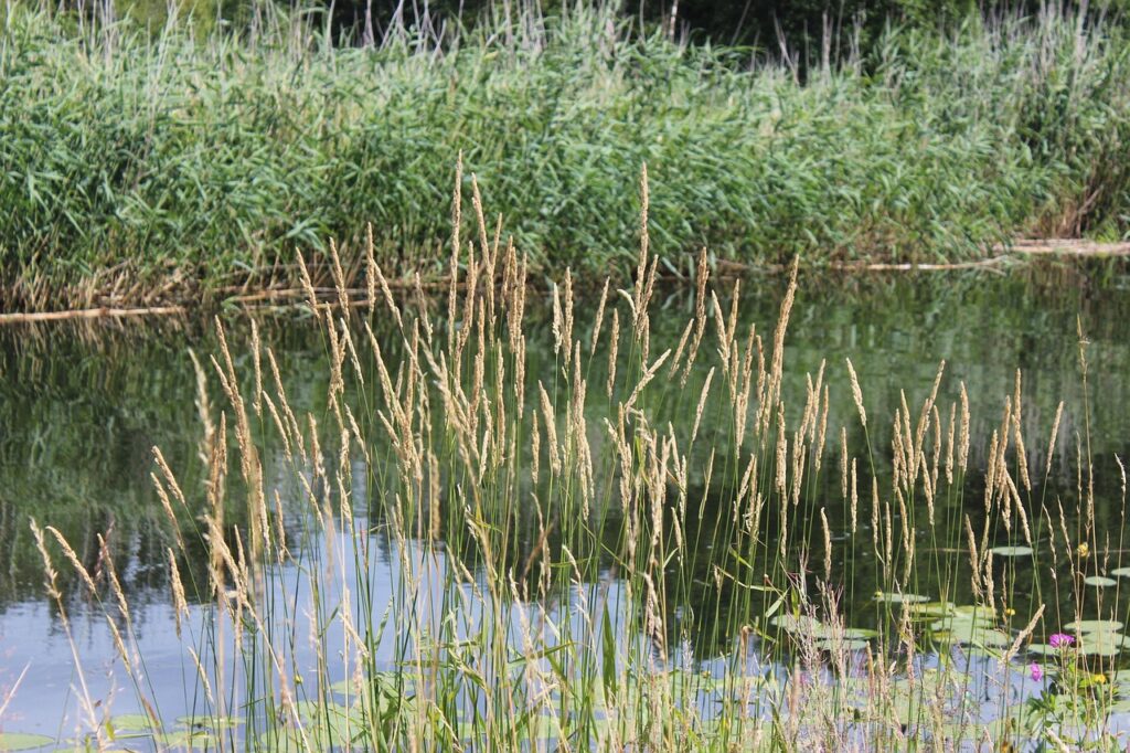 kalmarrakade tanda eld pa hacken vid ograsbekampning