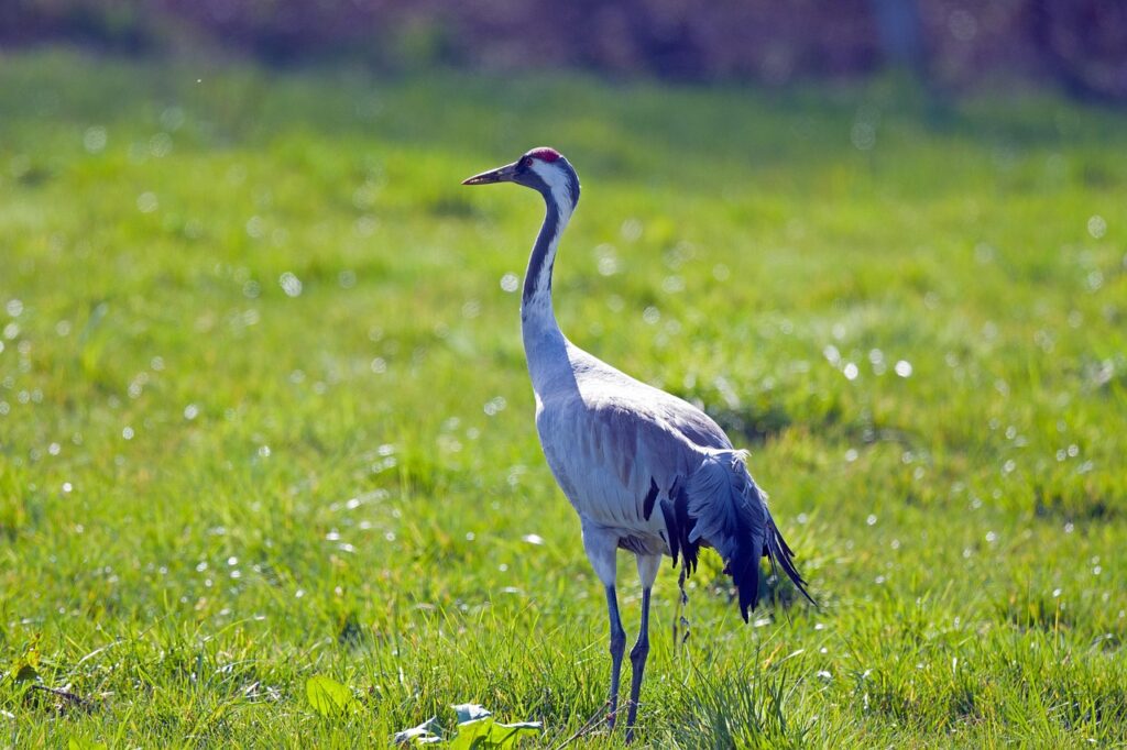 kalmarsabotage hallde grus i oljepafyllningen 59262161