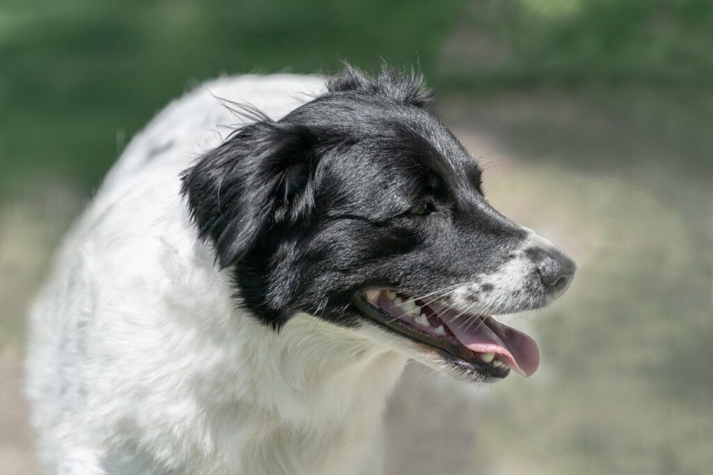 kalmarthomas mamma dog av kol nu cyklar han for att samla in pengar till forskning 05d7fc52