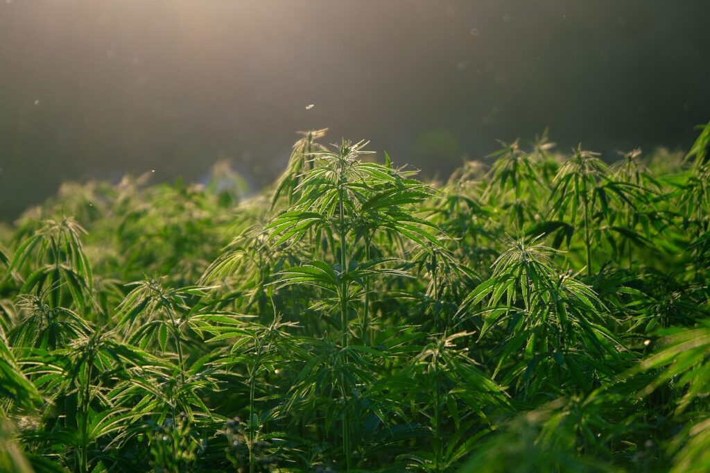 kalmartonaringar rokte cannabis pa toaletten