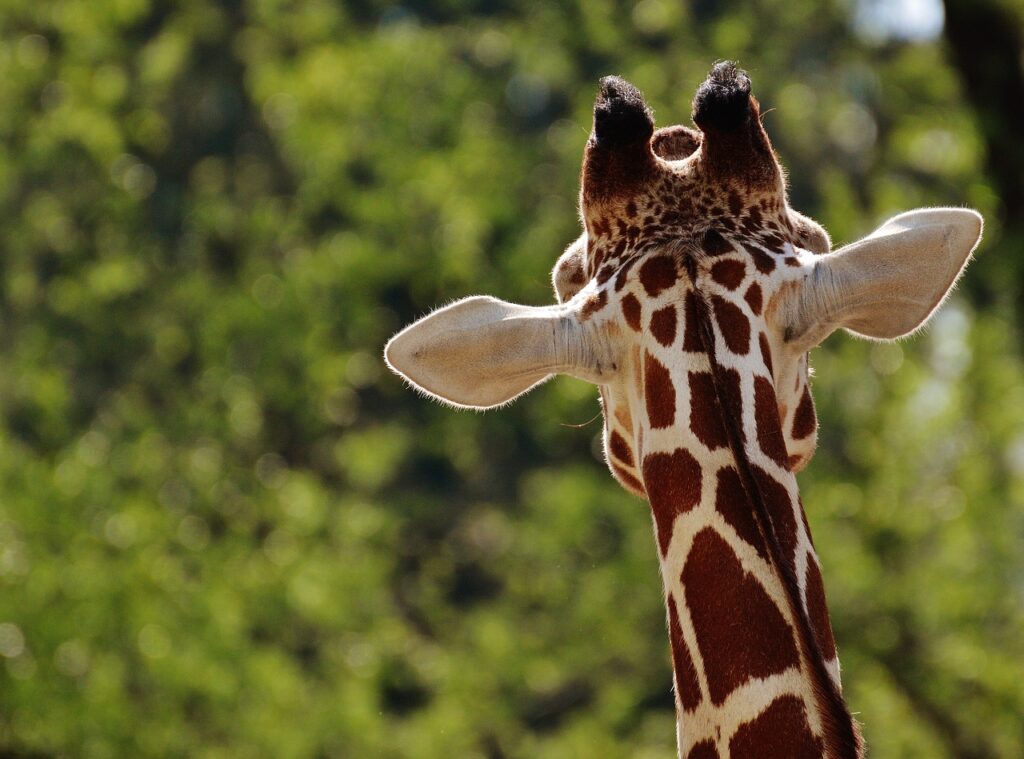 nyheterslagsmal vid giraffen 8e469a95