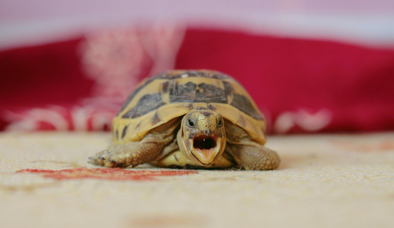 Foto: Tommy Alvén/Mostphotos Foto: