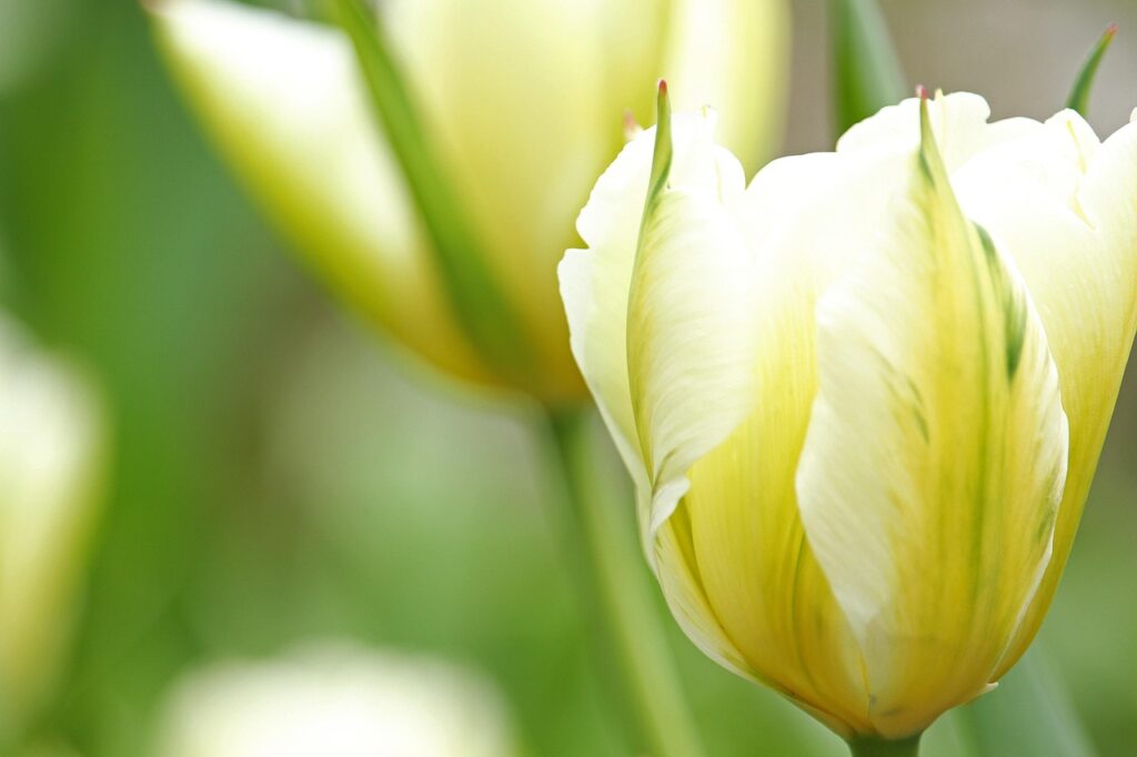 nyhetertumor missades har lex maria anmalts a3760f7b