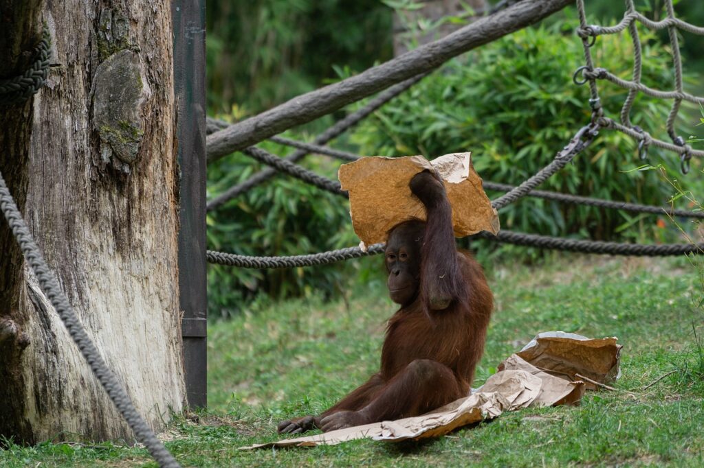 olandolandspolisen om natten utan allvarligare handelser