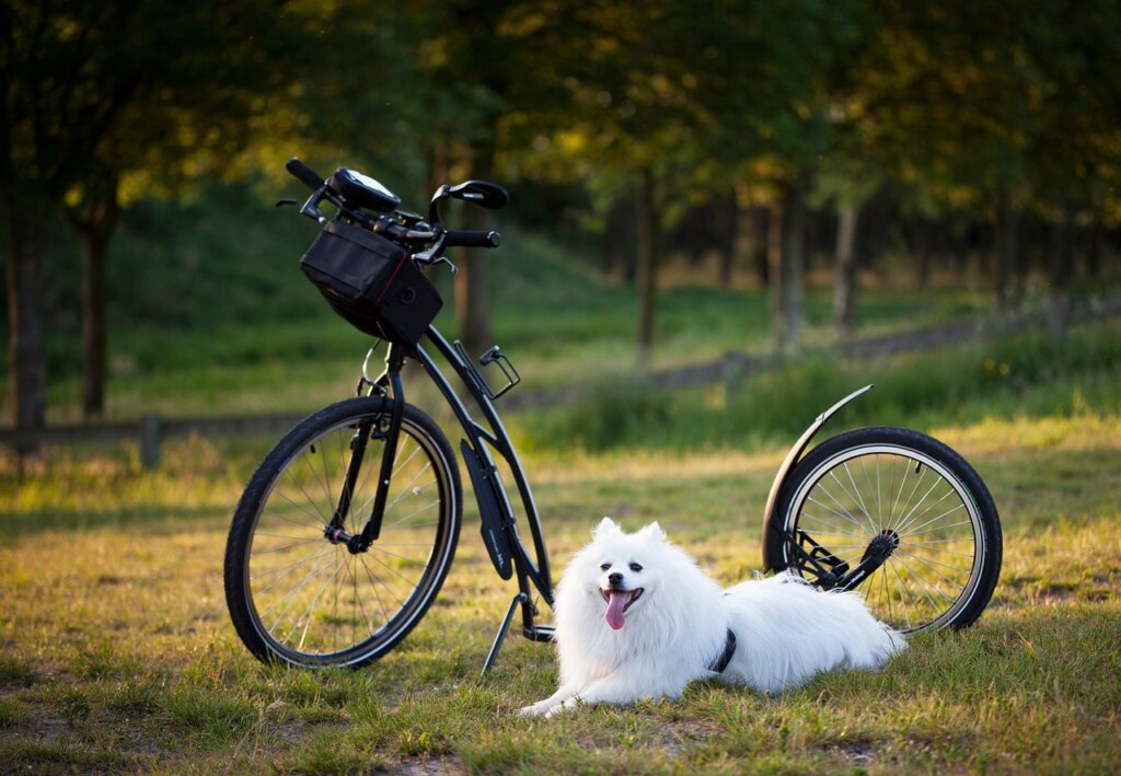 article kalmars cykelgarage soker testpiloter