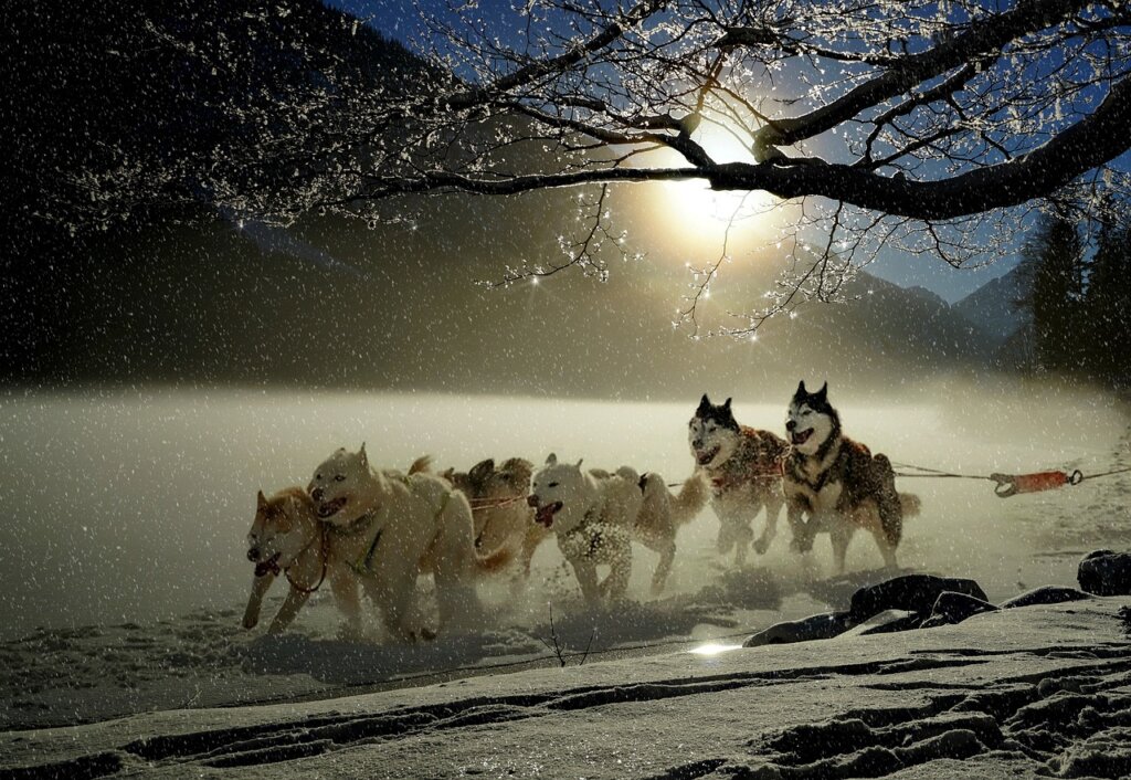 kalmar hund lamnades i bil nu misstanks en man for djurplageri 92545be6