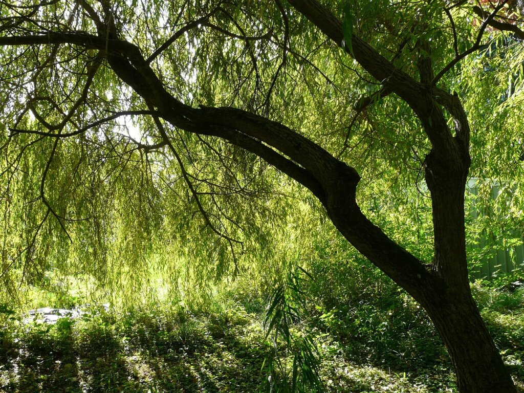 kalmar weeping willows och lisa nilsson pa turne ihop kommer till kalmar 4fadfe4c