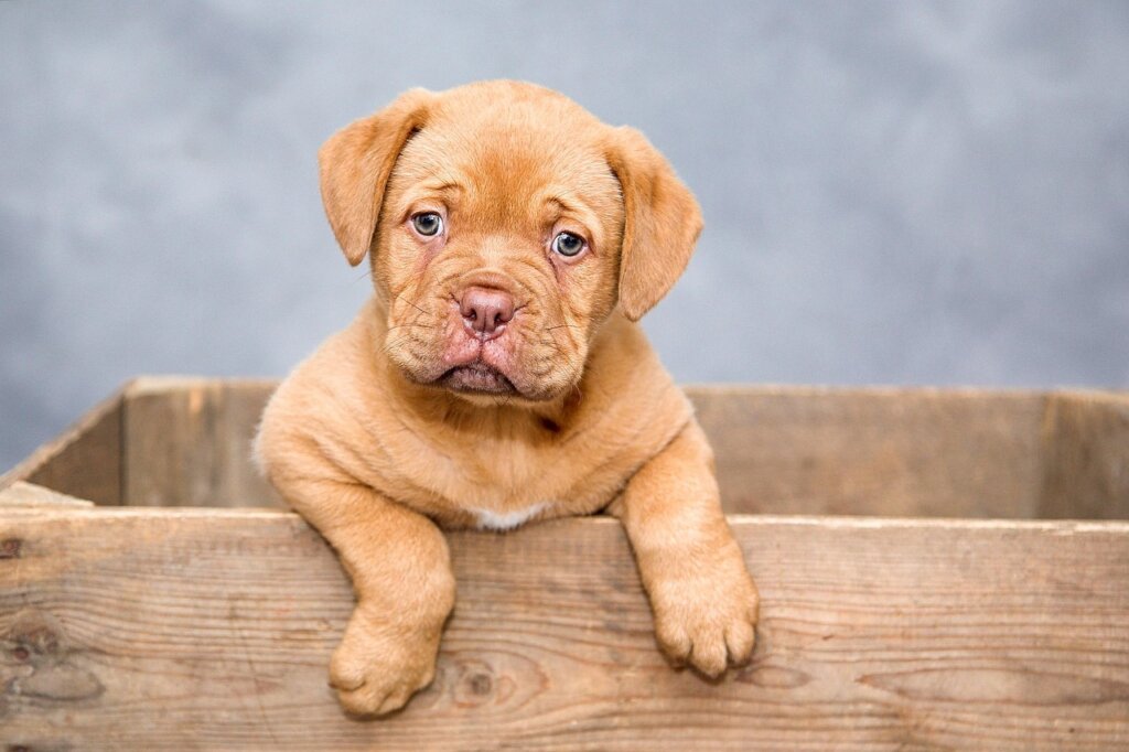 nybro hund slet sig fran hundvakt bet ihjal mindre hund 1a0f5a55